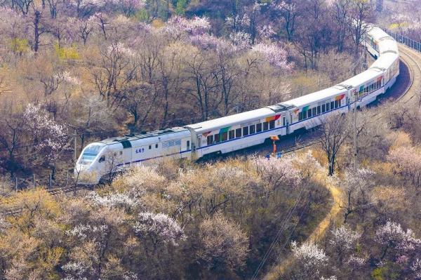 一条“开往春天的列车”带你穿越漫山遍野的花海